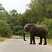 An elephant crosses the road near the Paul  Kruger gate in the Kruger National Park. Picture: THE TIMES