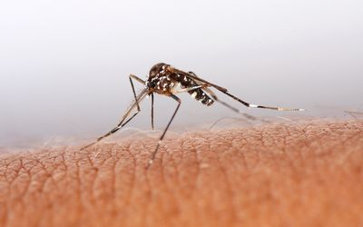 CARRIER: Malaria is caused by plasmodium parasites that are spread to people through the bites of infected anopheles mosquitoes, called 'malaria vectors', that bite mainly between dusk and dawn. Picture: THINKSTOCK