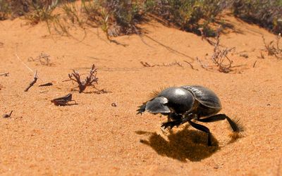 HITTING ITS STRIDE: The galloping beetle in action. Picture: WITS