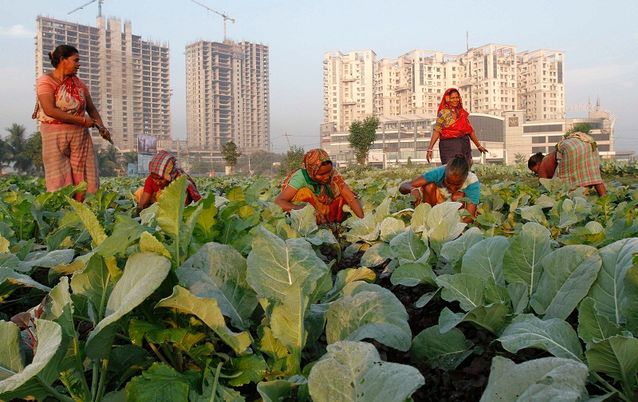 Women work in a cauliflower field in Kolkata, India, on Thursday.  Picture: REUTERS