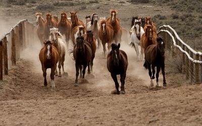 ON THE HOOF:  Fewer mustangs run wild than are held in corrals. Picture: THINKSTOCK