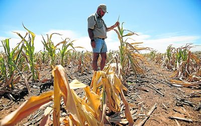 BARREN: Paul van der Walt examines the failed maize crop on his drought-hit farm. Picture: SUNDAY TIMES