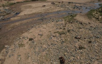 Emaciated cattle roam through the dried up Mfolozi River in Ulundi in Kwa Zulu Natal, as a sever drought affects South Africa. Picture: AFP/MUJAHID SAFODIEN