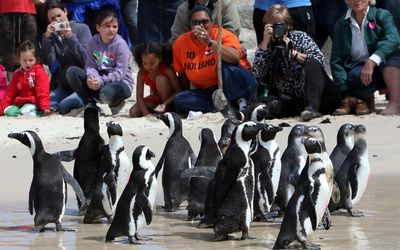 African penguins at Boulders in Cape Town are relaxed in human company, making them a big tourist drawcard. Picture: SUNDAY TIMES