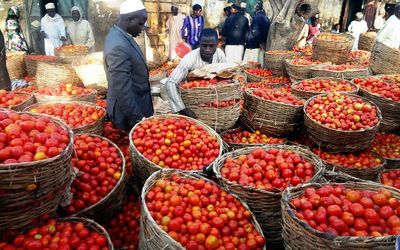 A trader sorts a basket of tomatoes at the Yankaba market in Kano, northern Nigerian, on Friday. Picture: AFP