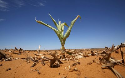 As the worst drought since records started in 1904 decimates food crops, import costs are surging. Picture: REUTERS/SIPHIWE SIBEKO