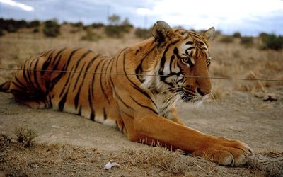 South China tiger. Picture: BLOOMBERG