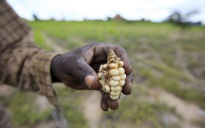 A Zimbabwean subsistence farmer holds a stunted maize cob in his field outside Harare. Picture: REUTERS
