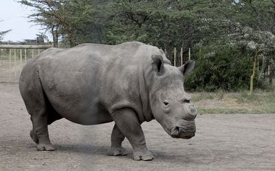 Najin, 20, a female Northern White Rhinoceros that was shipped to Kenya from the Czech Republic walks inside its pen at the Ol Pejeta Conservancy near Nanyuki town, 350km north of Nairobi, in this file photo. The numbers of the northern subspecies have plummeted from about 500 in the 1970s due mainly to poachers. Picture: REUTERS/NOOR KHAMIS