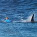 A screen shot from video footage shows Australian surfer Mick Fanning being followed by a shark during the final of the J-Bay Surf Open on Sunday in Jeffreys Bay. Picture: AFP PHOTO