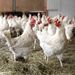 Humans, by and large, are not ready to welcome genetically modified chickens as part of the food chain, but scientists hold strong counterarguments. Picture: ISTOCK