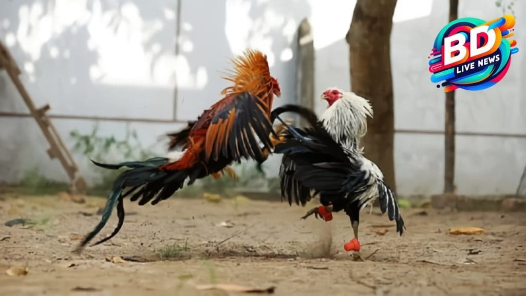 Tips dan Trik Menang Taruhan Sabung Ayam di SV388
