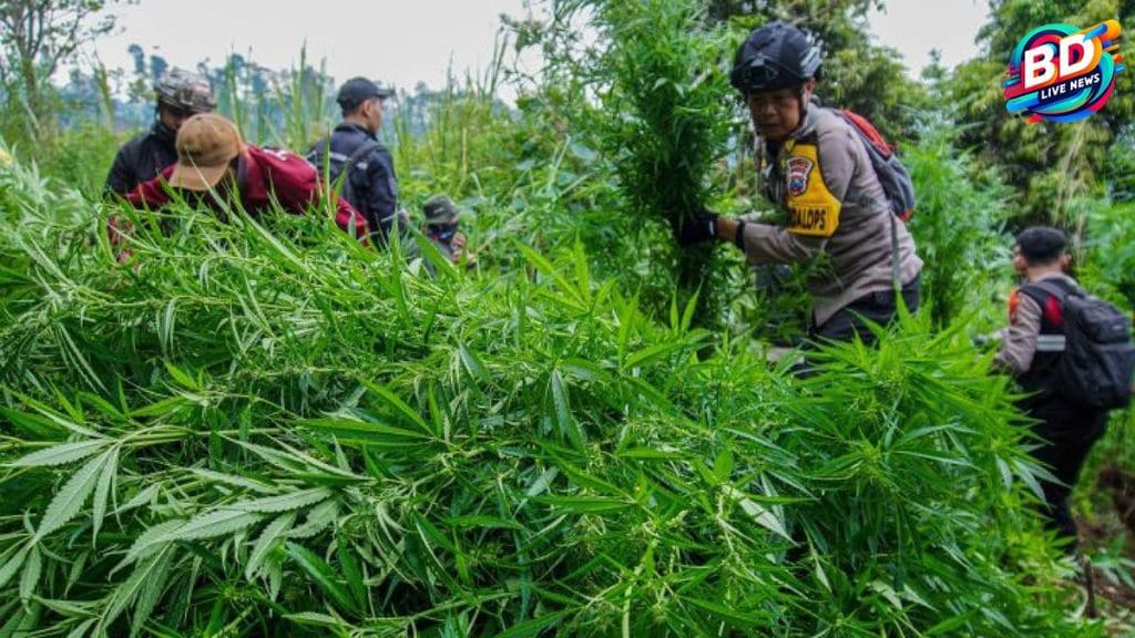Gunung Semeru Dihebohkan: Ladang 38 Ribu Pohon Ganja Ditemukan!