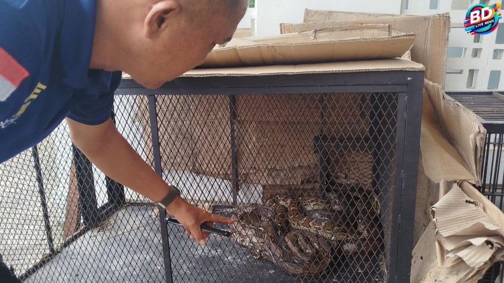 13 Ular Masuk Rumah, Damkar Banyuwangi Lakukan Evakuasi