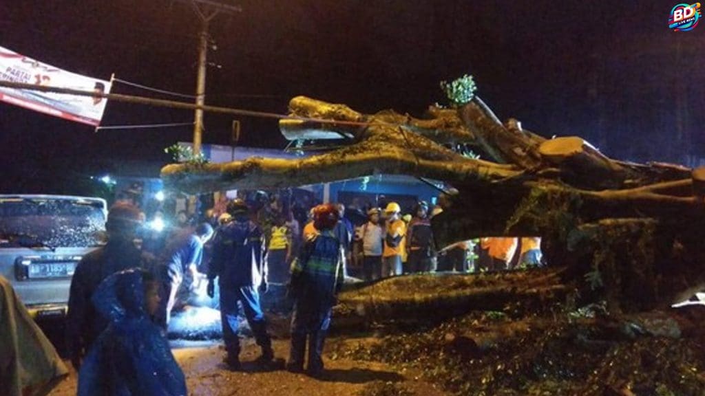 Pohon Tumbang di Kukar, 3 Terluka, 1 Langsung Meninggal