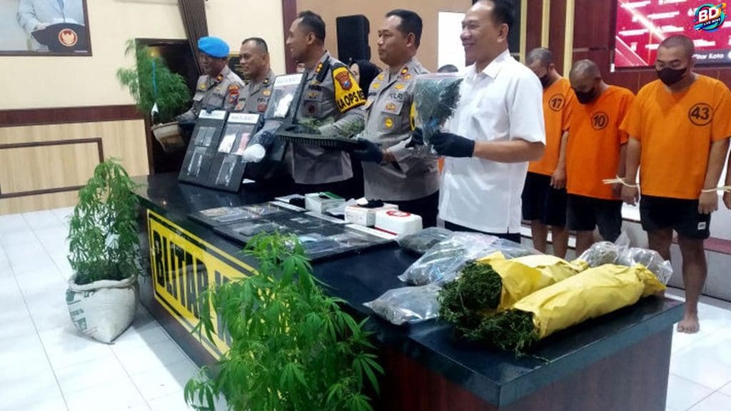 Rp 300.000 per Batang Ladang Ganja di Blitar Jual Tanaman Hidup